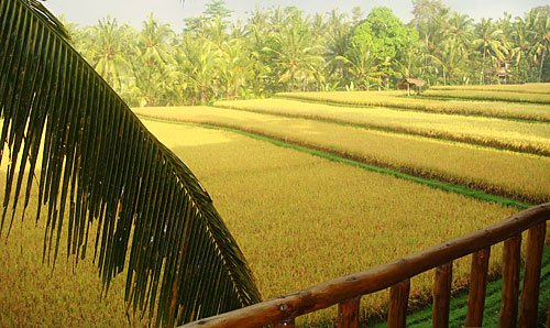 Rice fields